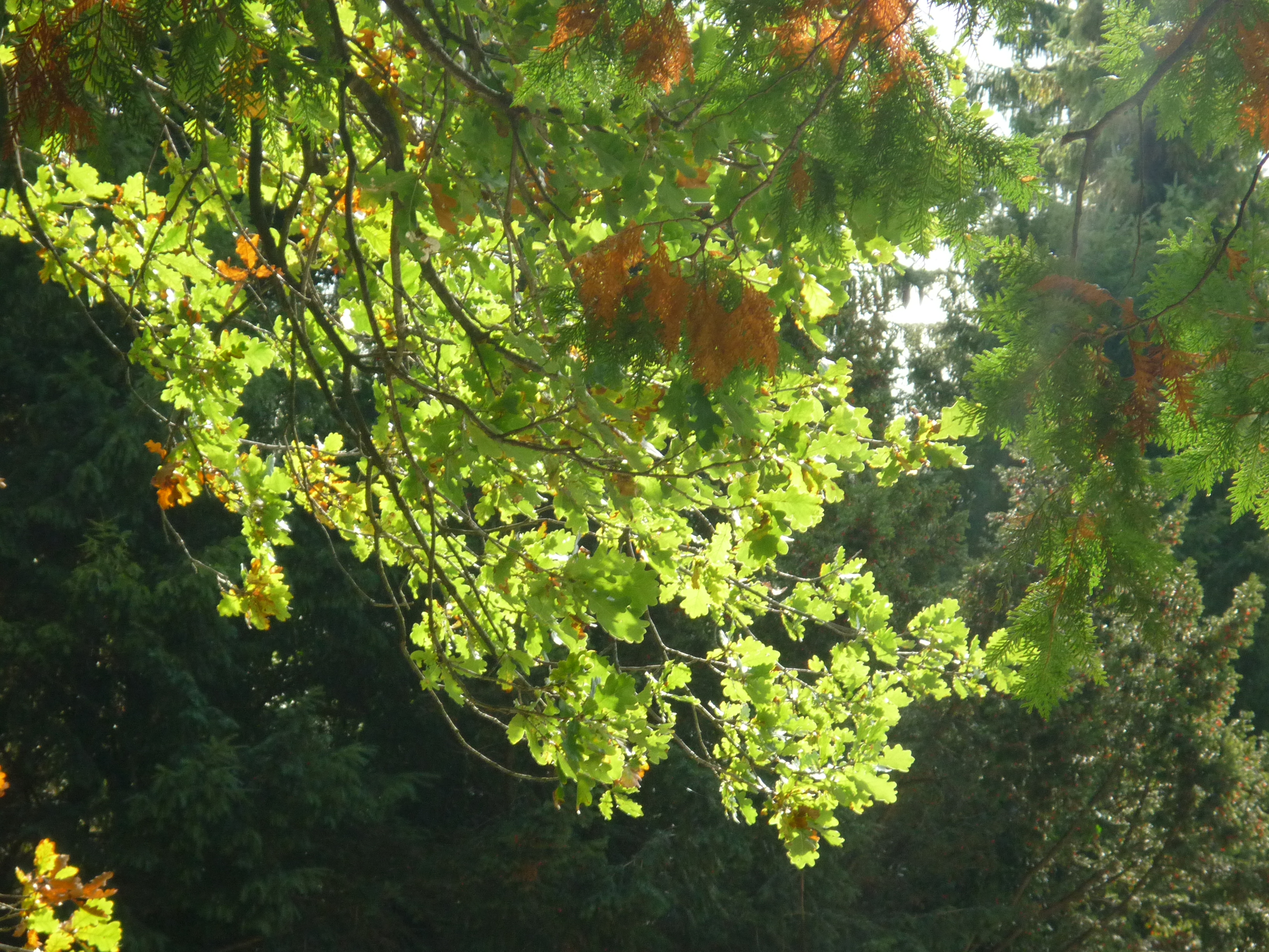 Literatur auf Niederländisch